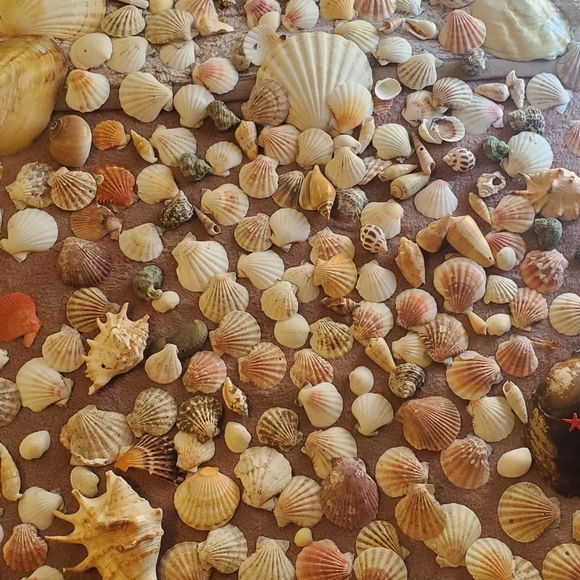 Real sea shells - Picture 9 of 13